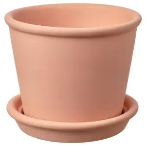 MUSKOTBLOMMA
