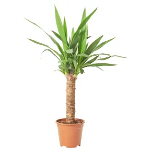 YUCCA ELEPHANTIPES