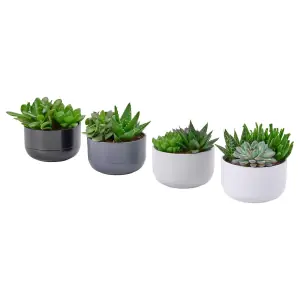 SUCCULENT