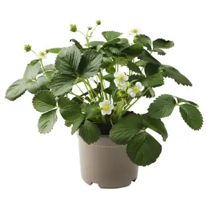 FRAGARIA