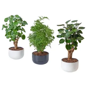 POLYSCIAS