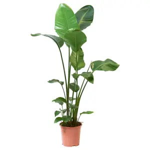 STRELITZIA