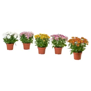 CHRYSANTHEMUM