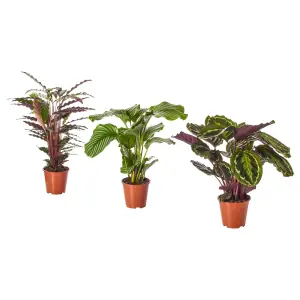 CALATHEA