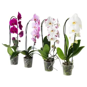 PHALAENOPSIS
