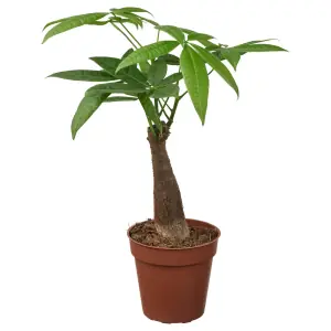 PACHIRA AQUATICA