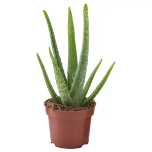ALOE VERA