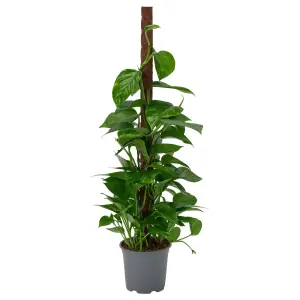 EPIPREMNUM