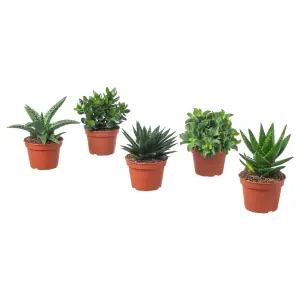 SUCCULENT