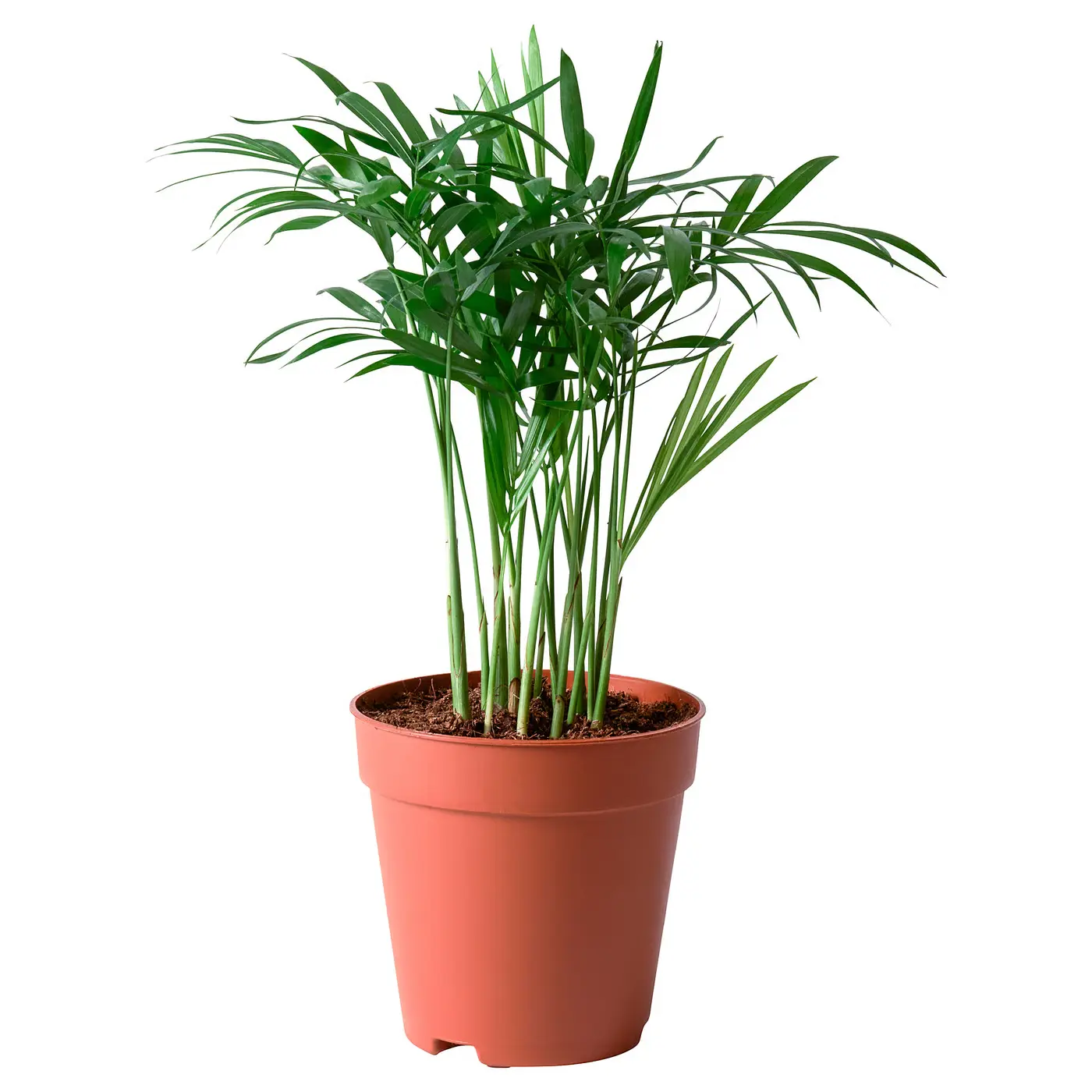 CHAMAEDOREA ELEGANS