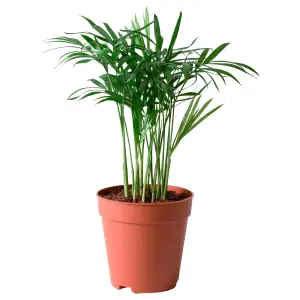 CHAMAEDOREA ELEGANS