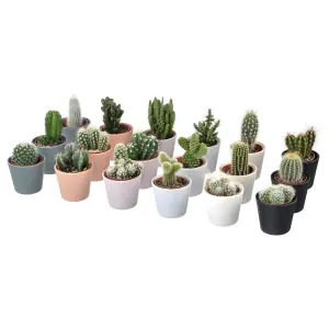 CACTACEAE