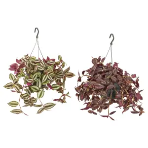 TRADESCANTIA