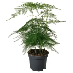 ASPARAGUS SETACEUS