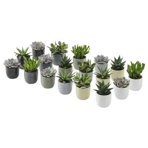 SUCCULENT