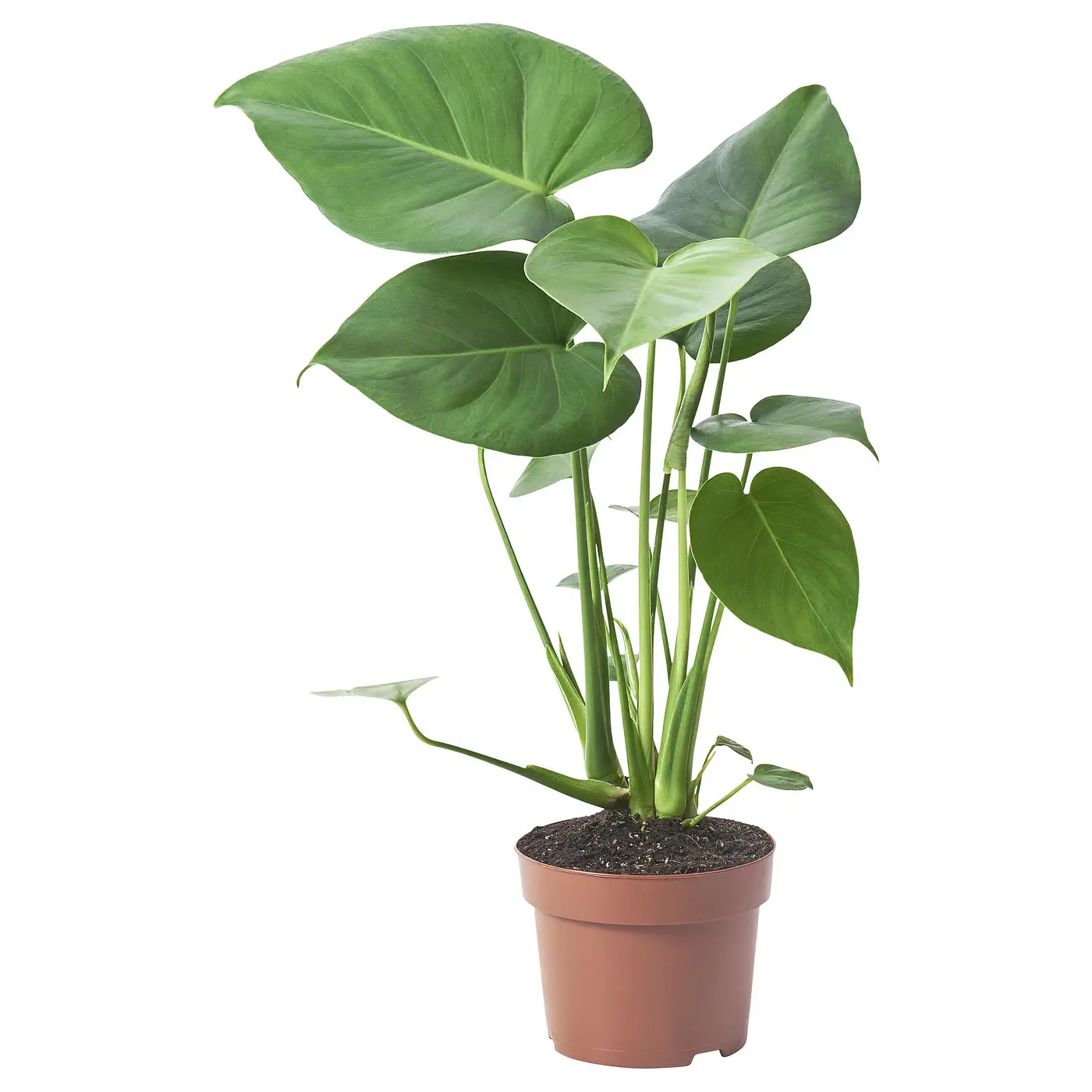 MONSTERA DELICIOSA