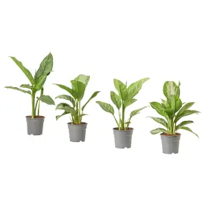 AGLAONEMA