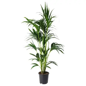 HOWEA FORSTERIANA