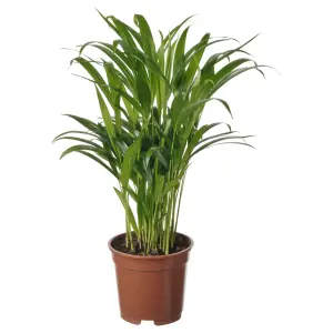 DYPSIS LUTESCENS