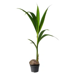 COCOS NUCIFERA