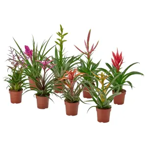 TILLANDSIA