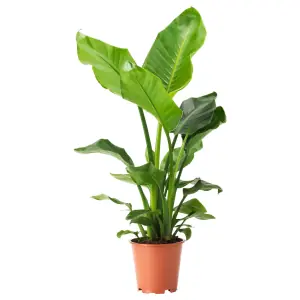 STRELITZIA